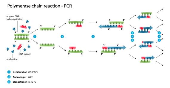 Die Polymerase-Kettenreaktion (PCR) | Open Science