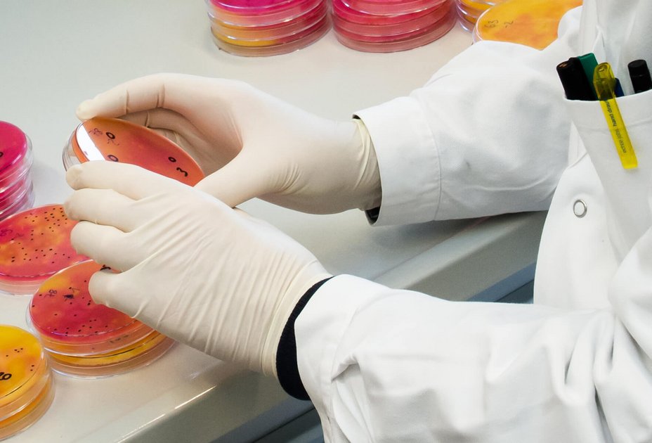 Zwei Hände in Laborhandschuhen halten eine Agarplatte, auf der Bakterien gezüchtet werden.