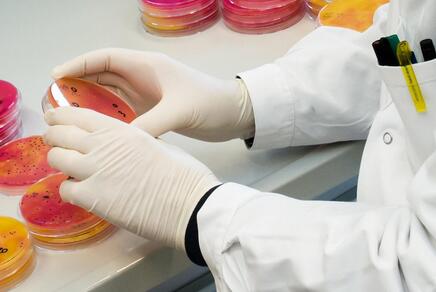 Zwei Hände in Laborhandschuhen halten eine Agarplatte, auf der Bakterien gezüchtet werden.