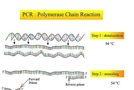 Schritte der PCR