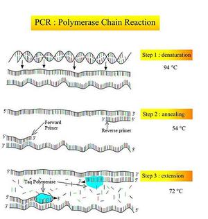 Die Polymerase-Kettenreaktion (PCR) | Open Science