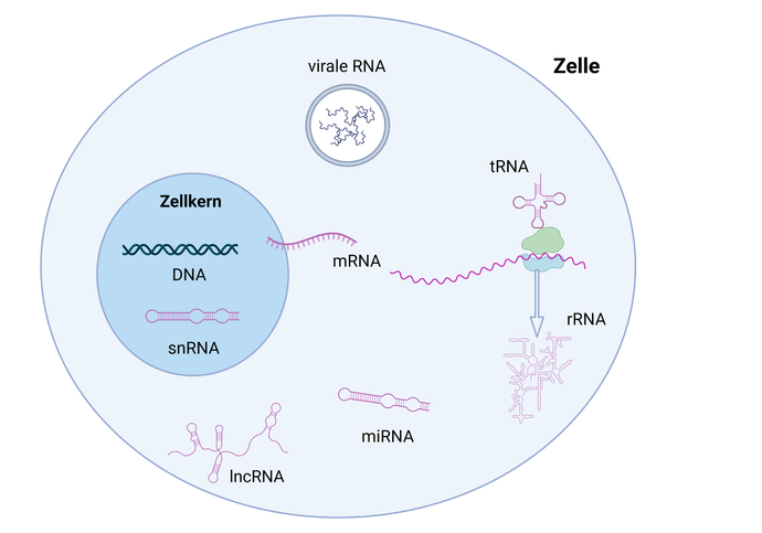 Bau Und Vermehrung Von Dna Und Rna Viren www.openscience.or.at