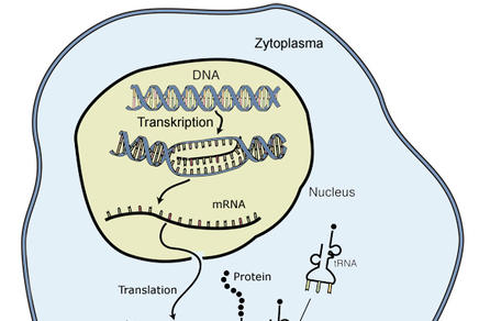 DNA, RNA, Transkription, Translation