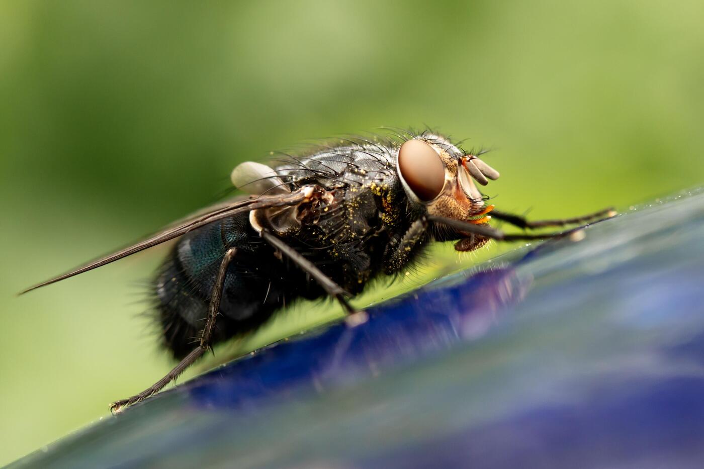 Eine Stubenfliege in Großaufnahme