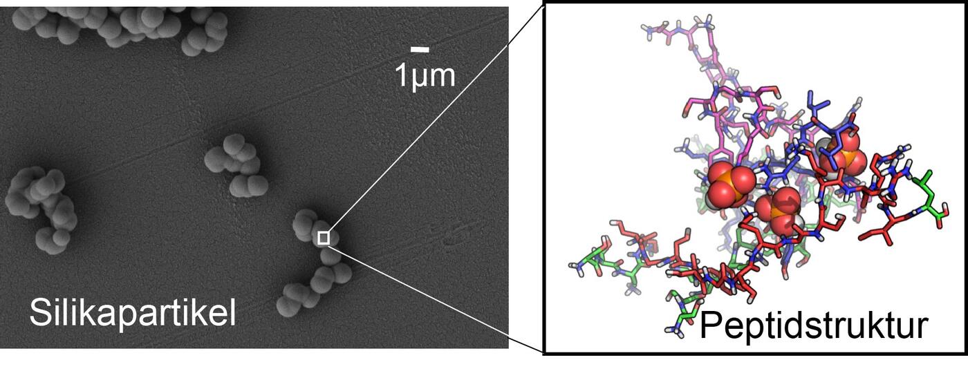 Links: Silikapartikel, die durch molekulare Schablonen aus Eiweiß in ca. 1 mikrometer große Kügelchen geformt wurden. Rechts: Eine Darstellung der Struktur der Eiweißschablonen im Inneren der Kügelchen. (Copyright: Dennis Kurzbach)