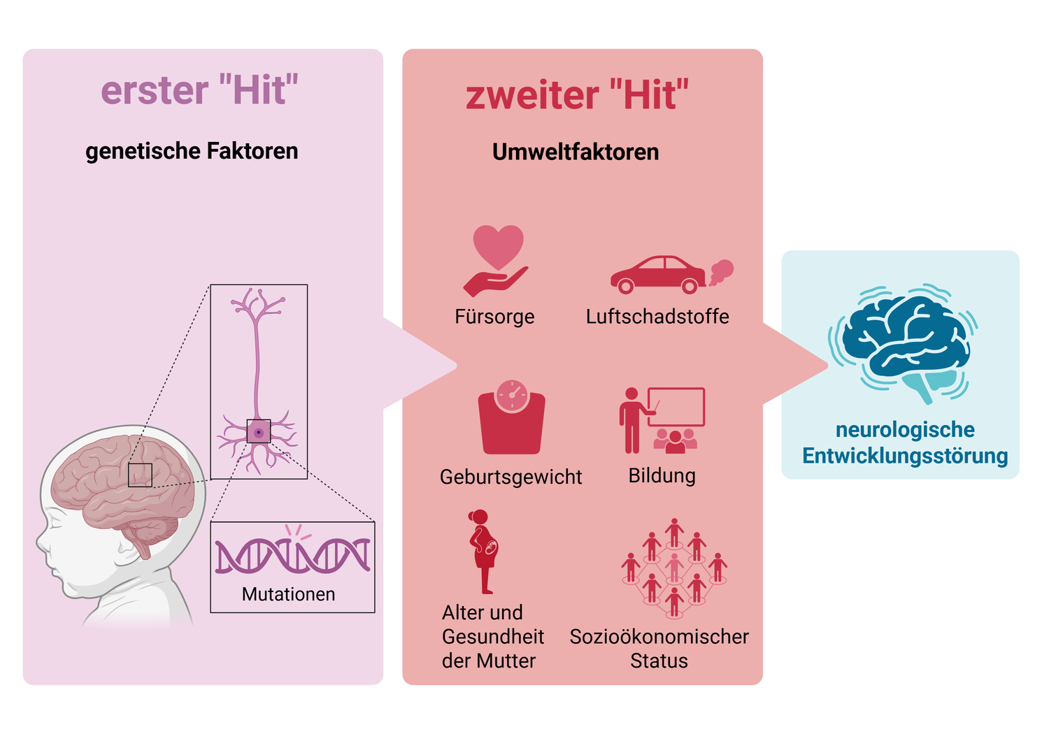 Das so genannte Two-Hit-Modell beschreibt genetische Faktoren sowie Umweltfaktoren, die Ursachen für neurologische Entwicklungsstörungen sein können. Die Abbildung zeigt im Schema diese beiden Bereiche. 