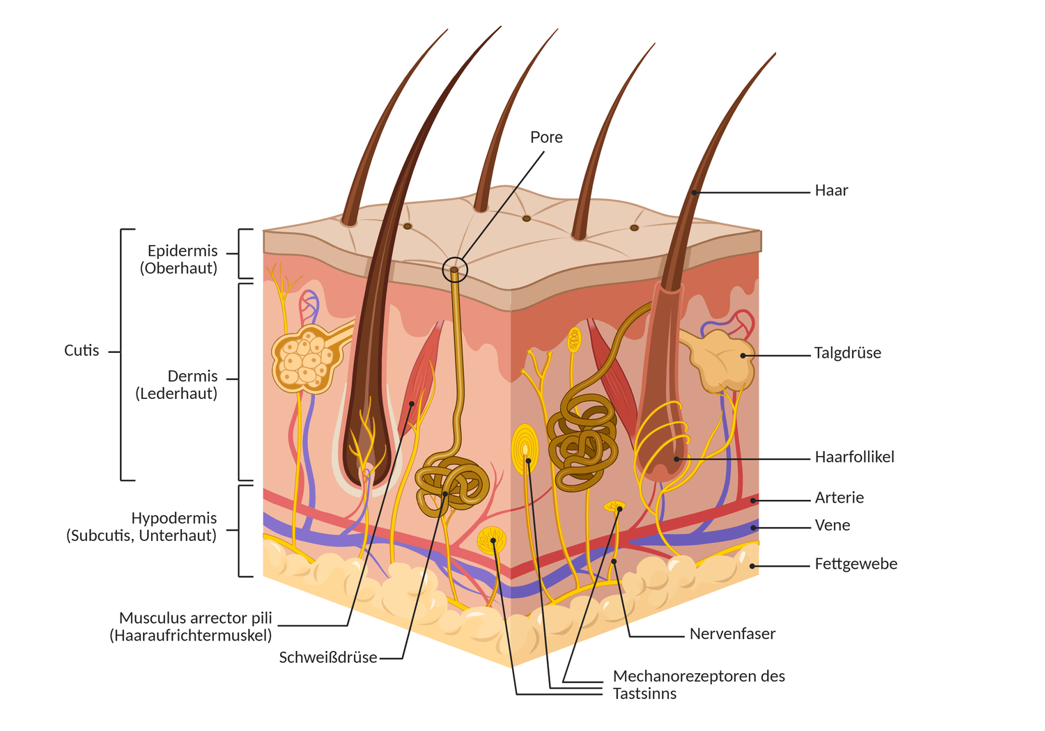 Schematische Darstellung der Haut und ihrer drei Schichten: Epidermis, Dermis und Hypodermis