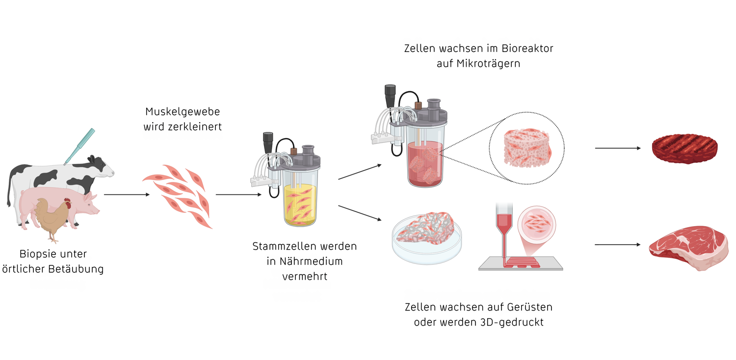 Ein Ablaufschema, wie Fleisch im Labor hergestellt wird: von der Biopsie unter örtlicher Betäubung über die Vermehrung von Stammzellen in Nährmedium bis hin zum fertigen Produkt.