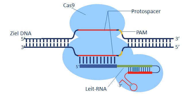 Abbildung 4: Cas9-Protein, das über die guide-RNA (Leit-RNA) an seine Ziel-DNA bindet