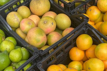 Das Bild zeigt Orangen und weitere Zitrusfrüchte (beispielsweise Limetten) in Boxen zum Verkauf.