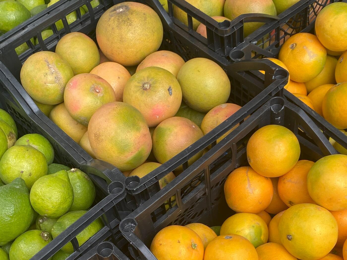 Das Bild zeigt Orangen und weitere Zitrusfrüchte (beispielsweise Limetten) in Boxen zum Verkauf.