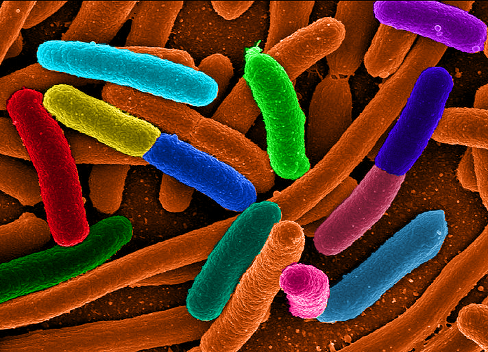 Mikrobiom | Open Science