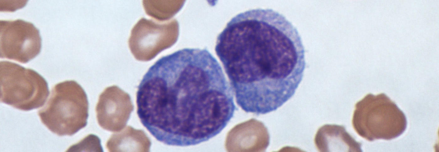 Monozyten und rote Blutkörperchen im Lichtmikroskop