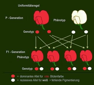 Gregor Mendel: Die Drei Mendelschen Regeln – Grundlage Der Genetik ...