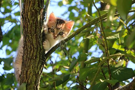 Katze am Baum